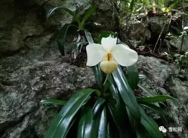 世界珍稀植物红豆杉,红豆杉等珍稀植物自然资源