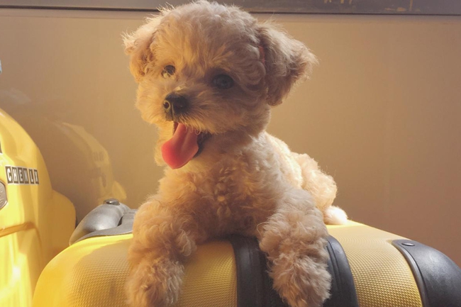 泰迪狗有蜱虫怎么办,泰迪狗身上有蜱虫怎么办啊