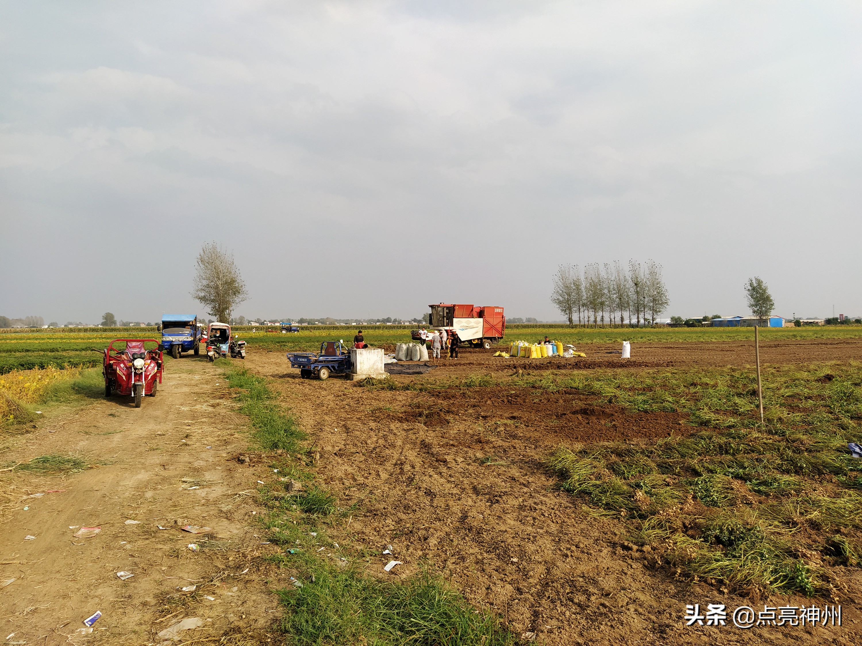 农村收花生的辛苦,下乡收花生挣钱吗