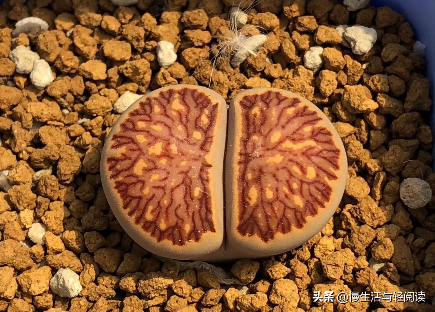 《慢客多肉》(连载五十)