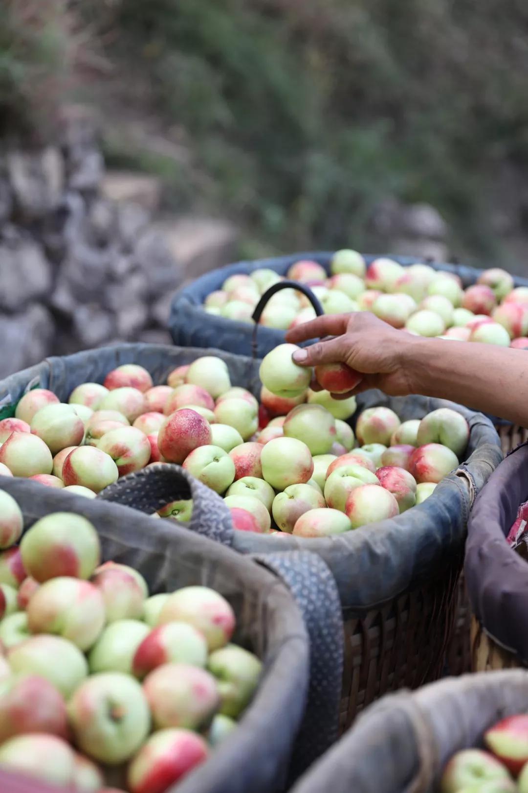 四川宜宾姑娘嫁内蒙古,四川宜宾女子出嫁