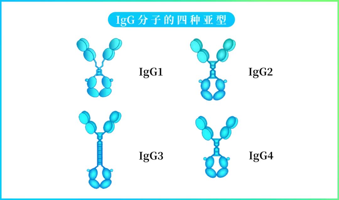 免疫球蛋白g4相关性胆管炎,以为是癌症