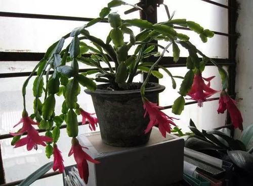 仙人指怎么养能爆盆,仙人指花养护方法