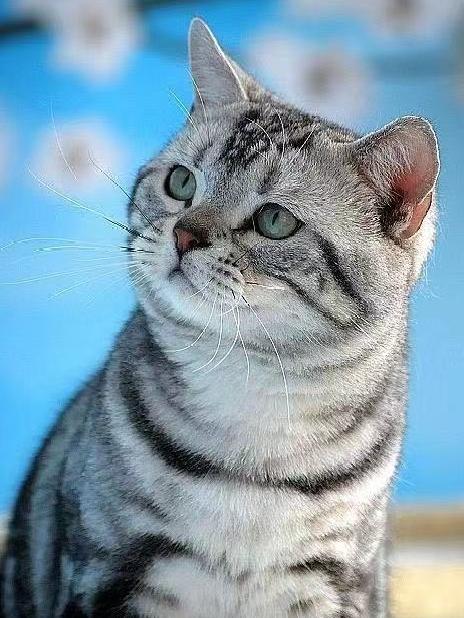 美短虎斑猫咪的品种,美国短毛猫虎斑价格