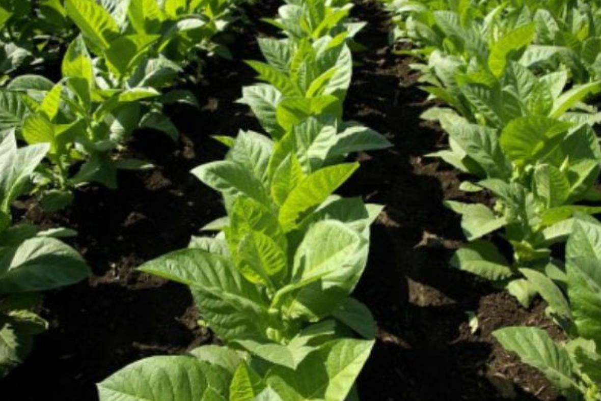 纯天然植物染发有什么危害,纯天然无添加对人体零伤害