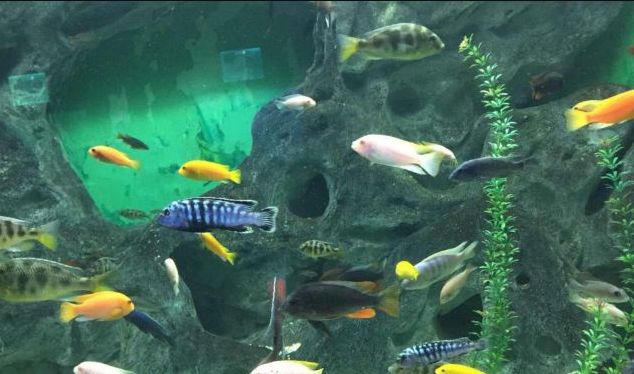 常州金鹰海洋世界门票,常州海洋金鹰海洋世界