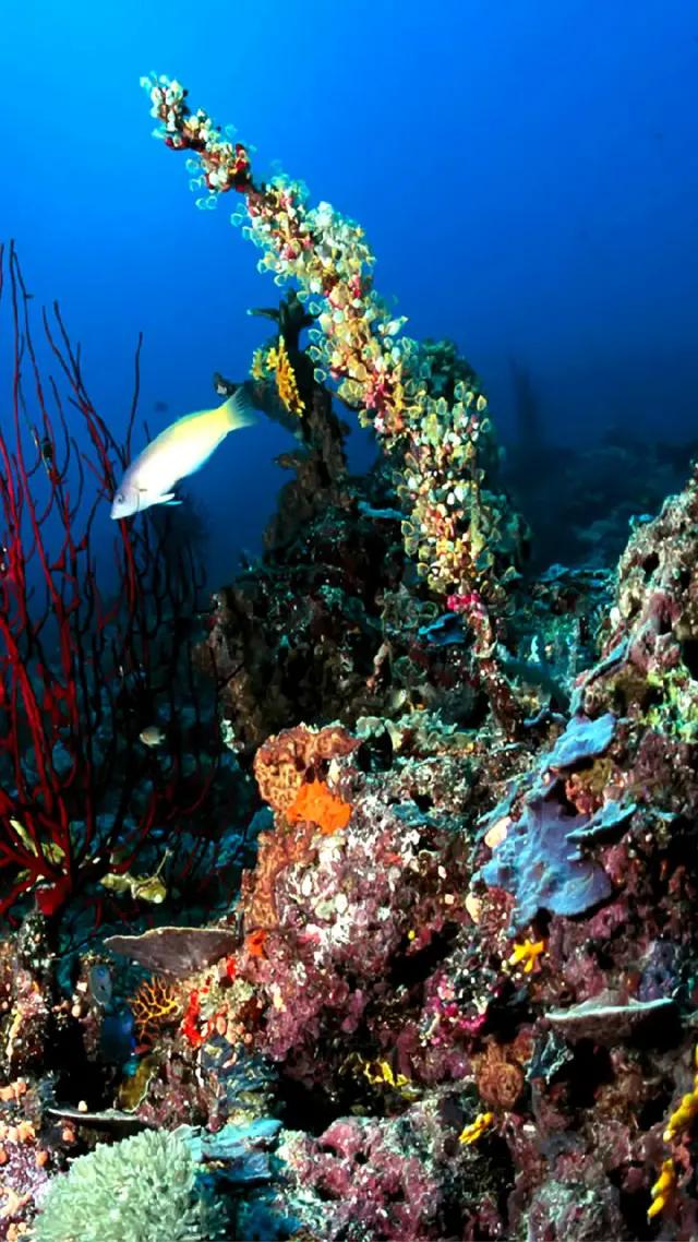 高清海底世界壁纸原生态动态,高清海底世界壁纸4k全屏无水印