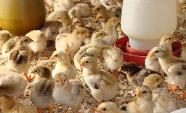 鸡生病了怎么办最有效,鸡生病了用什么药治疗