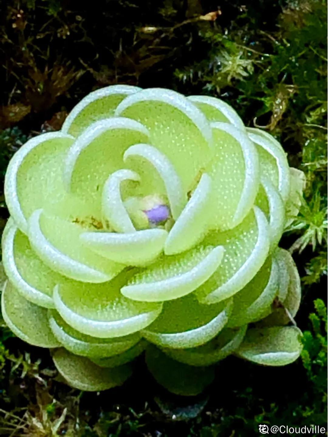 花盆里的小黑飞苍蝇怎么处理,家里养什么花最容易生小黑飞虫