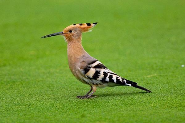 蓝胸佛法僧高清图片,蓝胸佛法僧