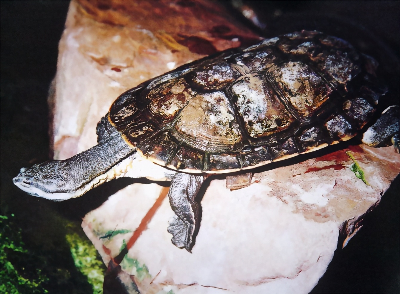 龟类纪录片,龟类图片