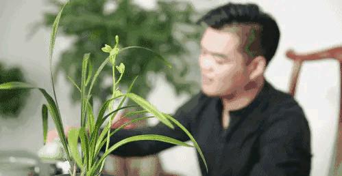 每日一品～中国兰花～春兰茗品～美芬荷