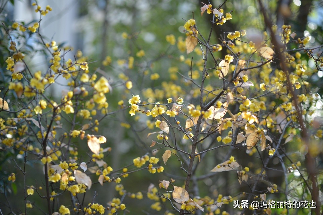 花园里四季常青的树,花园里四季都绿的植物
