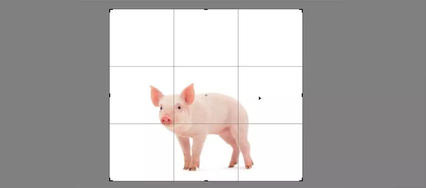 ps小猪怎么做,ps怎么合成驴子