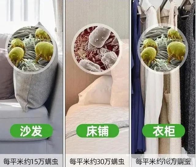 螨虫的小红疙瘩如何消退,家里有螨虫过敏者