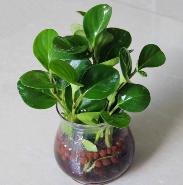 家有这4种植物可小心养,豆瓣绿的家庭养法