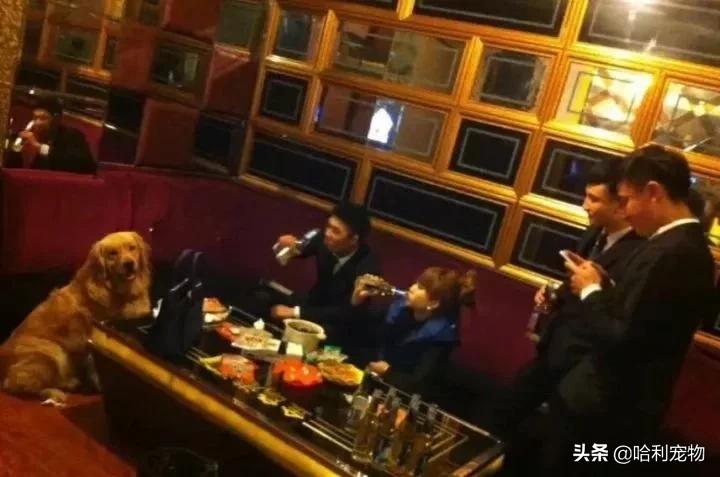 聪明金毛视频真实,为聪明的金毛点赞