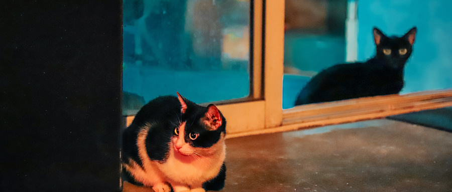 什么样的猫粮是好的,好的猫粮看哪些方面