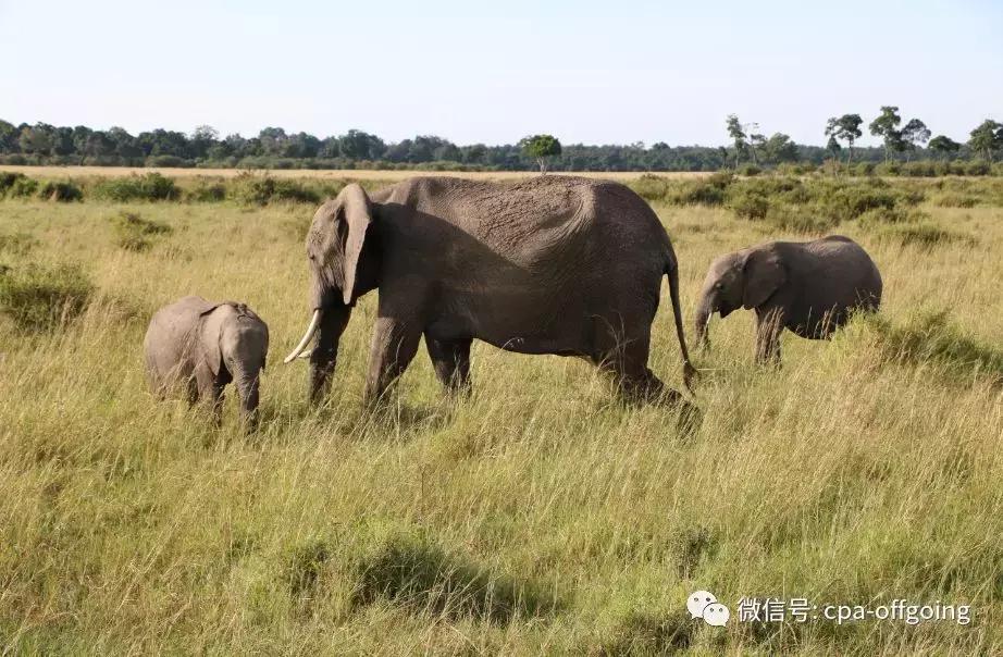 这个野奢的国度,欧美、日韩人都爱去,为何我们国家没人去?