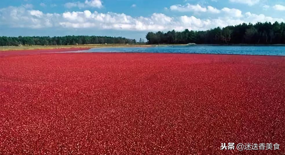 看一遍就会做的松饼,既简单又好吃的果酱做法