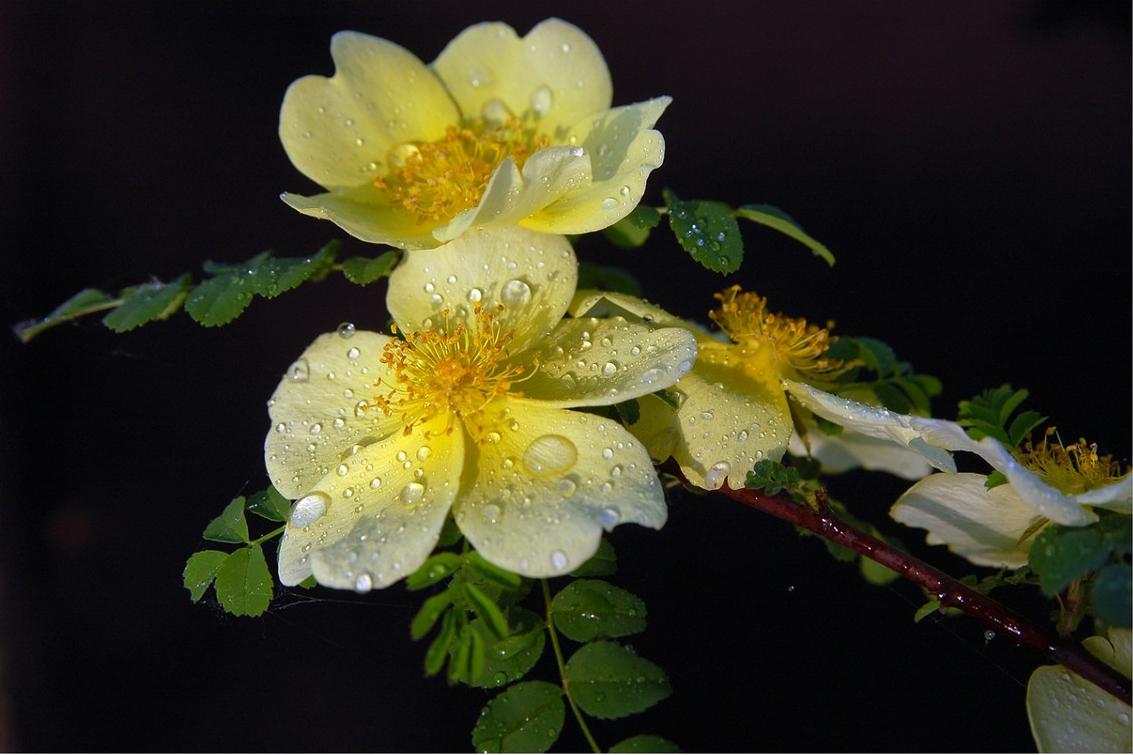 棣棠、棠棣、唐棣,我是谁——满城尽带黄金甲VS华如桃李惊落霞