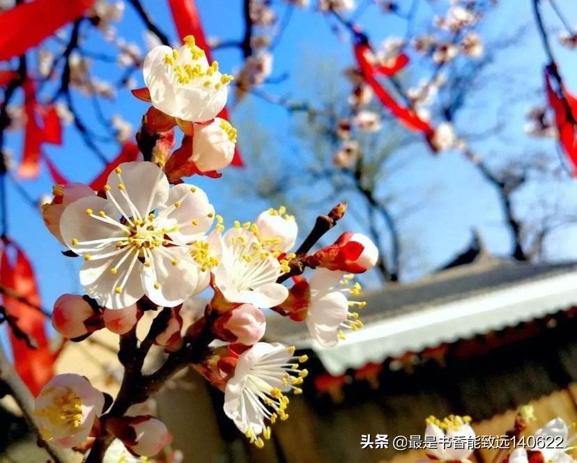 描写杏花的诗句大全,杏花疏影古诗100首