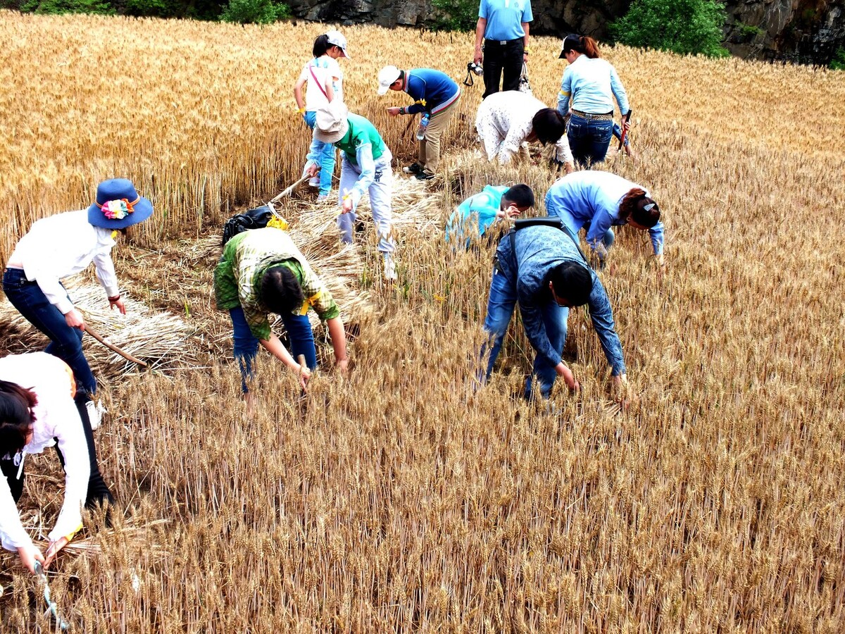 （三百一十八）割麦