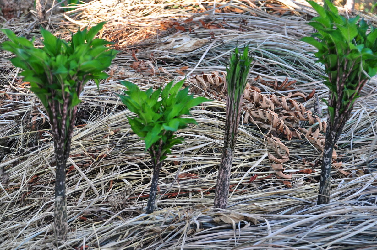 种植魔芋回本快吗,种植魔芋是不是忽悠人