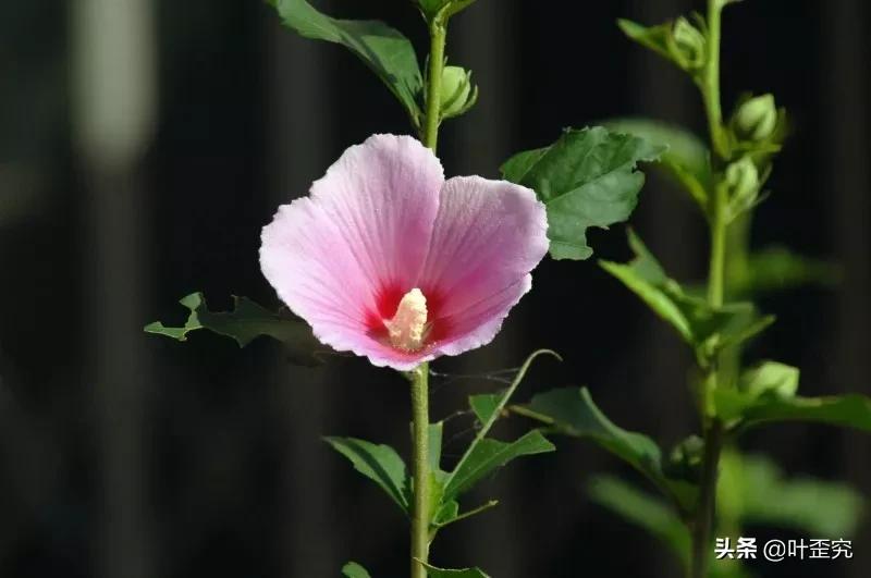 山前青青野艾草,你家门前插几枝?