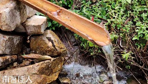 冰岛老寨大秋茶园的茶是真的吗,冰岛五寨之一糯伍什么口感