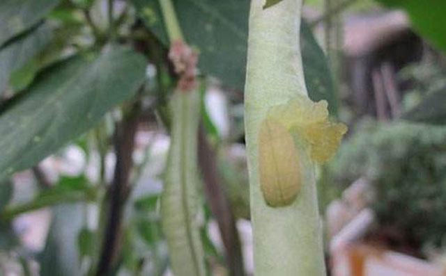 豆角上的青虫和钻心虫有什么区别,豆角里面有钻心虫是怎么回事