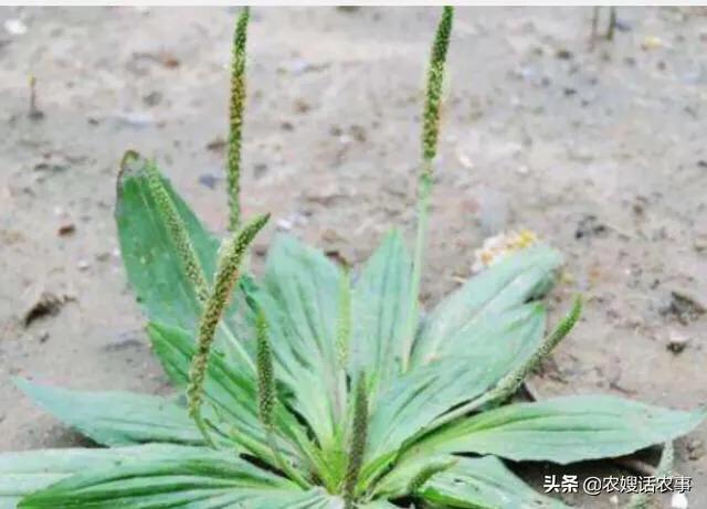 车前种什么草治便秘,车前草可以治便秘功效与作用