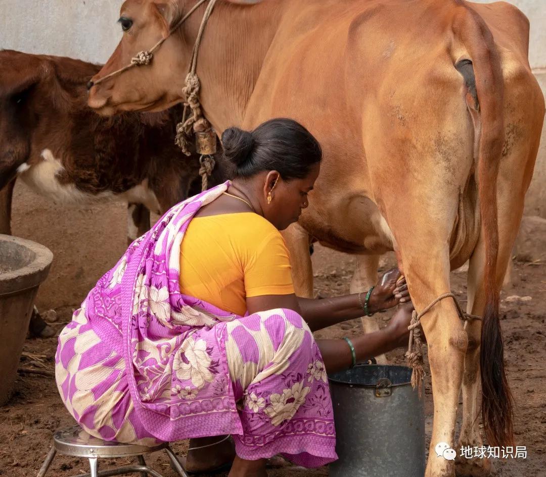 印度不让吃鸡肉吗,印度是不吃牛肉的国家吗