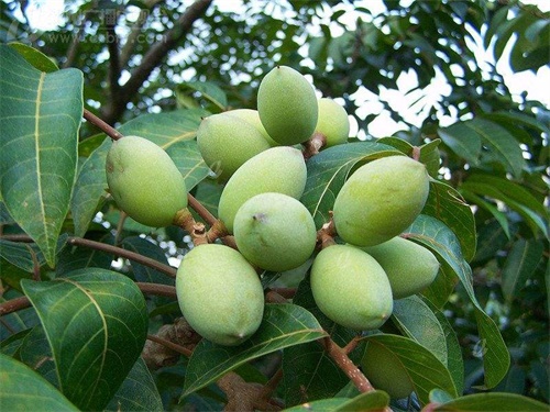 什么品种的橄榄树适合家庭种植,橄榄树种植条件要求