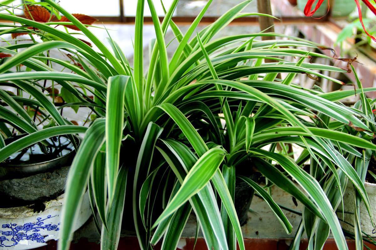 为什么吊兰开一次花就不开了,为什么吊兰一浇水就烂