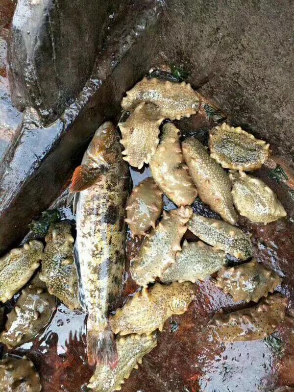 揭开神秘海洋生物世界,揭开神秘的面纱