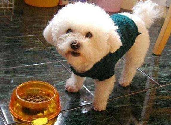 怎么避免比熊的泪痕,怎么解决比熊的泪痕