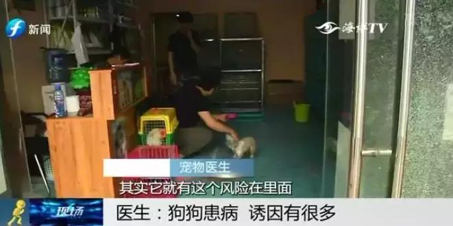 宠物狗买回来过几天病死怎么维权,厦门宠物店