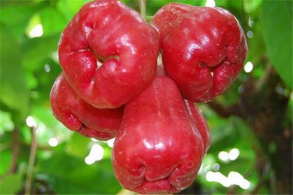 印尼特色水果有哪些,印尼三大名贵水果