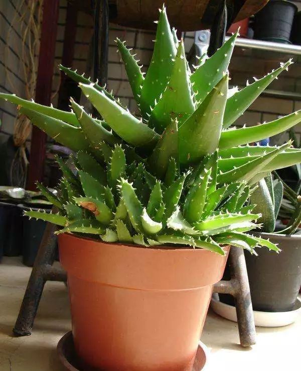 大盆适合种植芦荟,养好一盆芦荟其实很简单