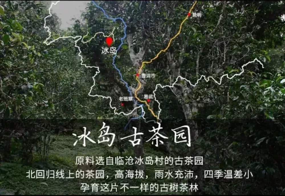 普洱茶临沧永德忙肺古树茶,临沧镇康古树茶普洱茶价格