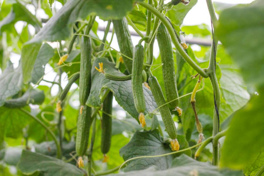 南瓜化瓜最有效的土办法,菜瓜怎么用最有效