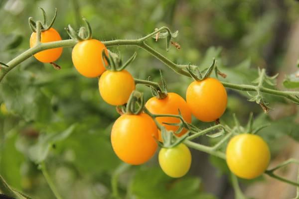 小番茄只长高不结果怎么办,开花期的小番茄要怎么养