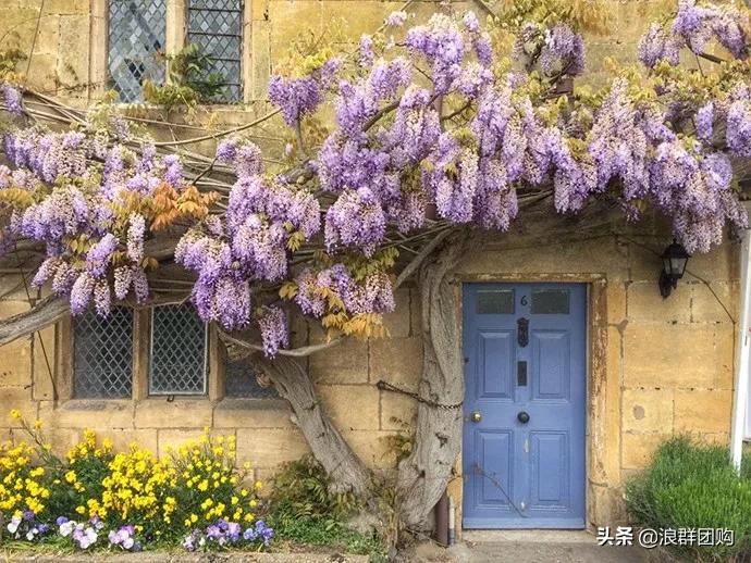 中式庭院藤类植物,枫树和紫藤