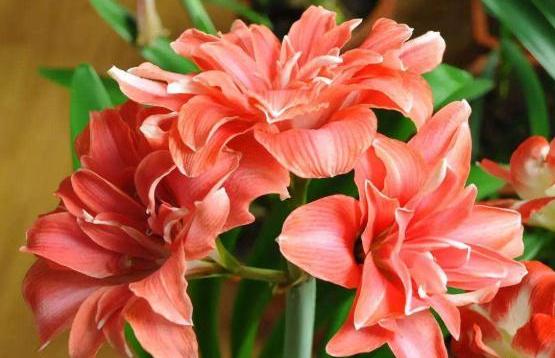 朱顶红球南方怎么养护,朱顶红小球养护技巧及注意事项