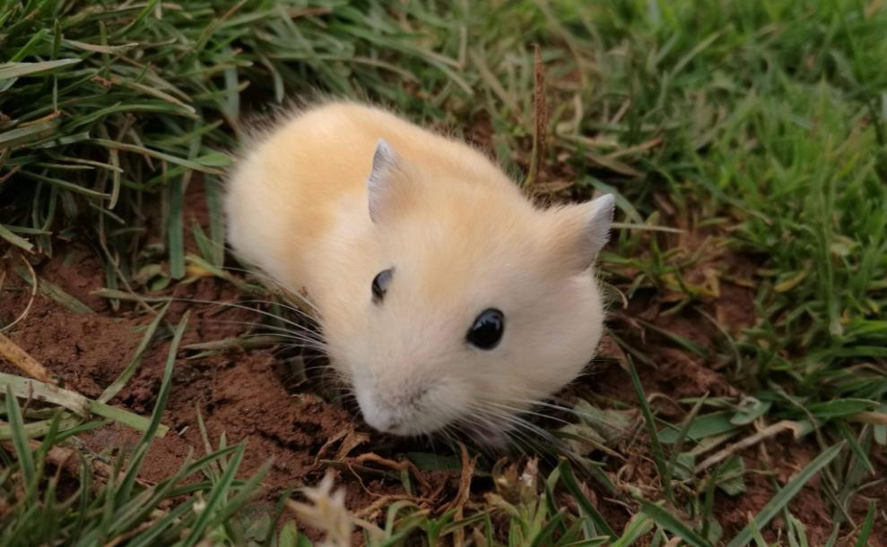 养仓鼠要记住的小知识,养仓鼠必须知道的8大常识问题