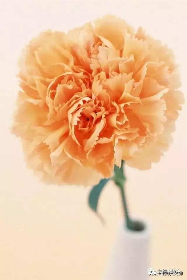 送给老师教师节礼物康乃馨,康乃馨教师节祝福语简短10字