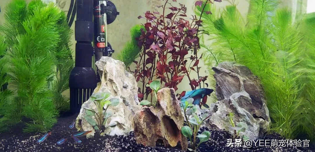 快速增加硝化细菌的办法,硝化细菌最简单的方法