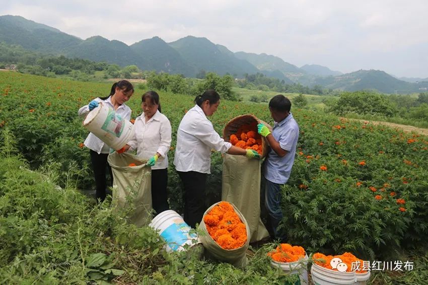 新鲜万寿菊收购多少钱一斤,万寿菊收购加工