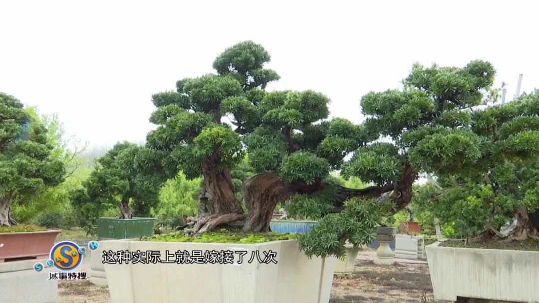 罗汉松树盆景精品欣赏,广州罗汉松盆景